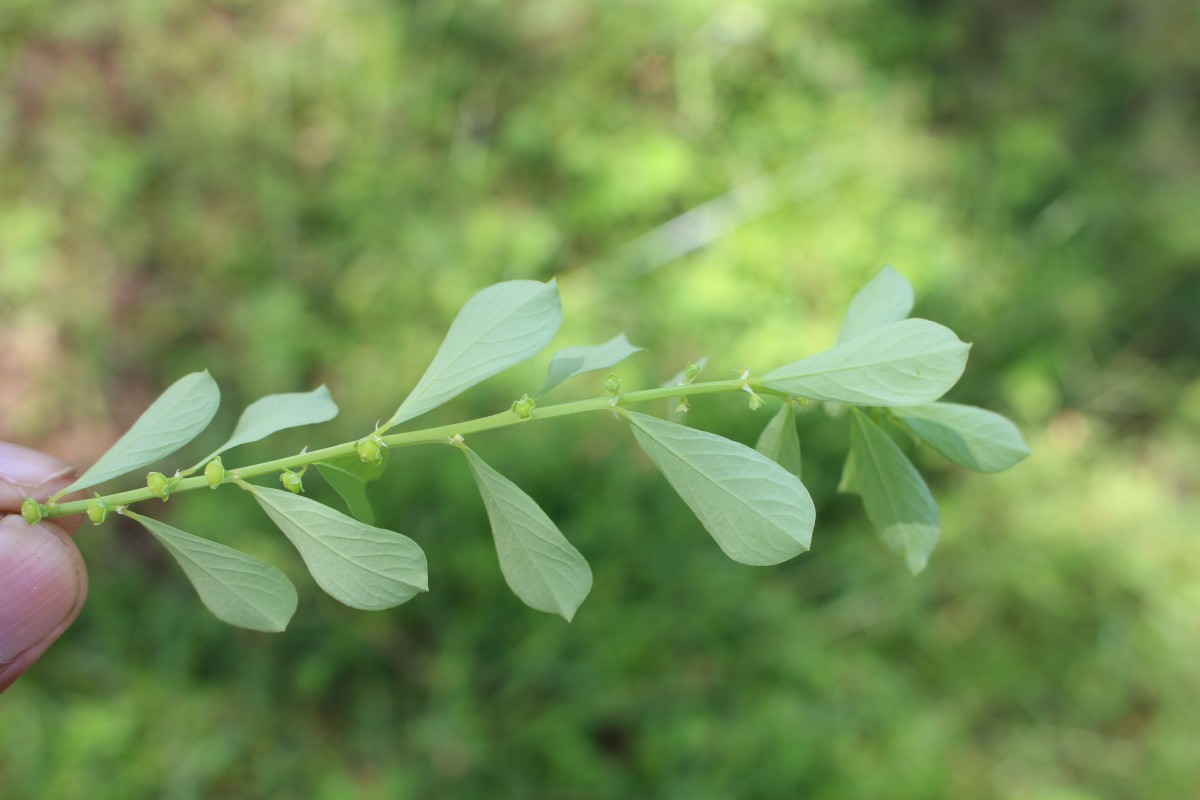 Phyllanthus maderaspatensis L.